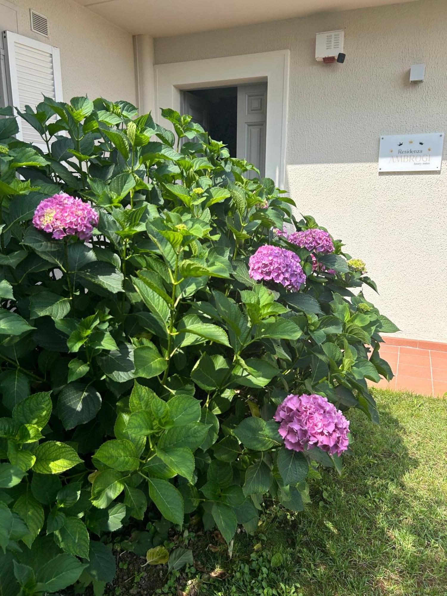 Residenza Ambrogi Urbino Exterior foto
